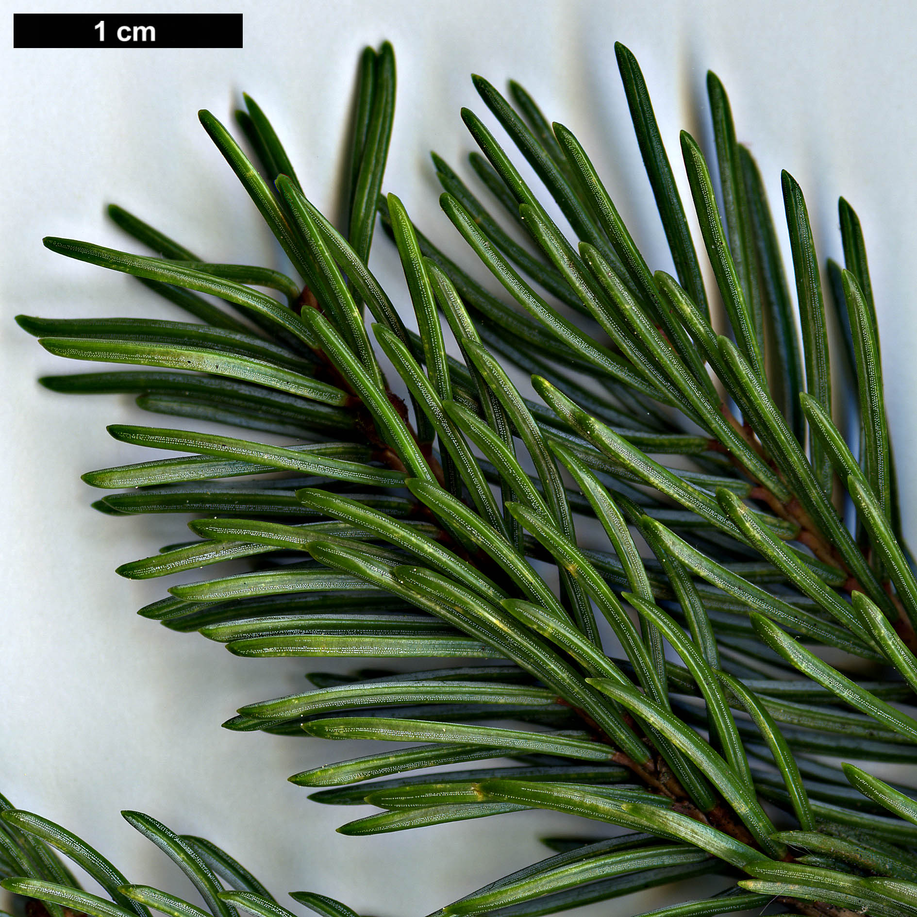 High resolution image: Family: Pinaceae - Genus: Picea - Taxon: alcoquiana - SpeciesSub: var. reflexa